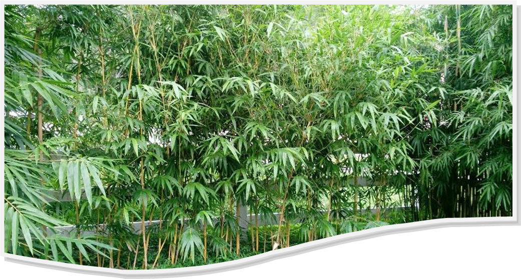asian lemon bamboo